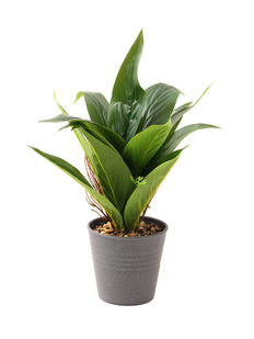 Plantas