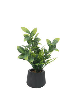 Plantas