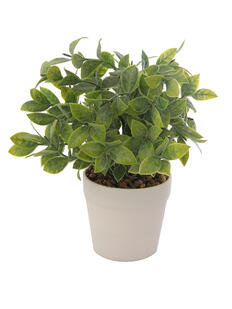 Plantas