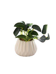 Plantas