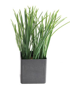 Plantas