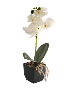Plantas