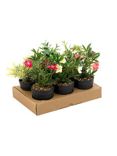 Plantas